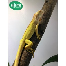 Iguana Amarilla 